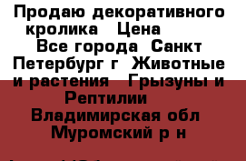 Продаю декоративного кролика › Цена ­ 500 - Все города, Санкт-Петербург г. Животные и растения » Грызуны и Рептилии   . Владимирская обл.,Муромский р-н